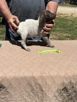 Neon boy , a male German Shorthaired Pointer for sale in Pelzer, SC – 4 of 7