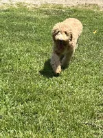 Molly, a female Labradoodle for sale in Pelzer, SC – 3 of 7