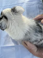 Blue two, a female Shetland Sheepdog for sale in Pelzer, SC – 4 of 9