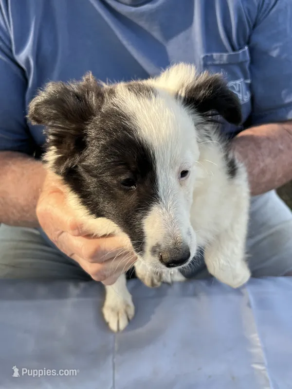 Pipi – Shetland Sheepdog puppy for sale in Pelzer, SC