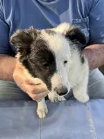Pipi, a female Shetland Sheepdog for sale in Pelzer, SC – 1 of 9