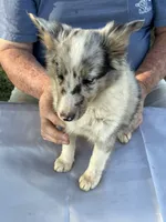 Blue, a male Shetland Sheepdog for sale in Pelzer, SC – 2 of 10