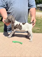 Green Boy, a male German Shorthaired Pointer for sale in Pelzer, SC – 5 of 10