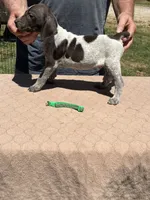 Green Boy, a male German Shorthaired Pointer for sale in Pelzer, SC – 8 of 10