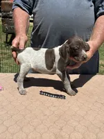 Black Boy, a male German Shorthaired Pointer for sale in Pelzer, SC – 4 of 6