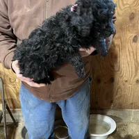 Jolly, a female Labradoodle for sale in Pelzer, SC – Photo 4 of 6