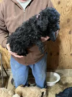 Jolly, a female Labradoodle for sale in Pelzer, SC – Photo 4 of 6