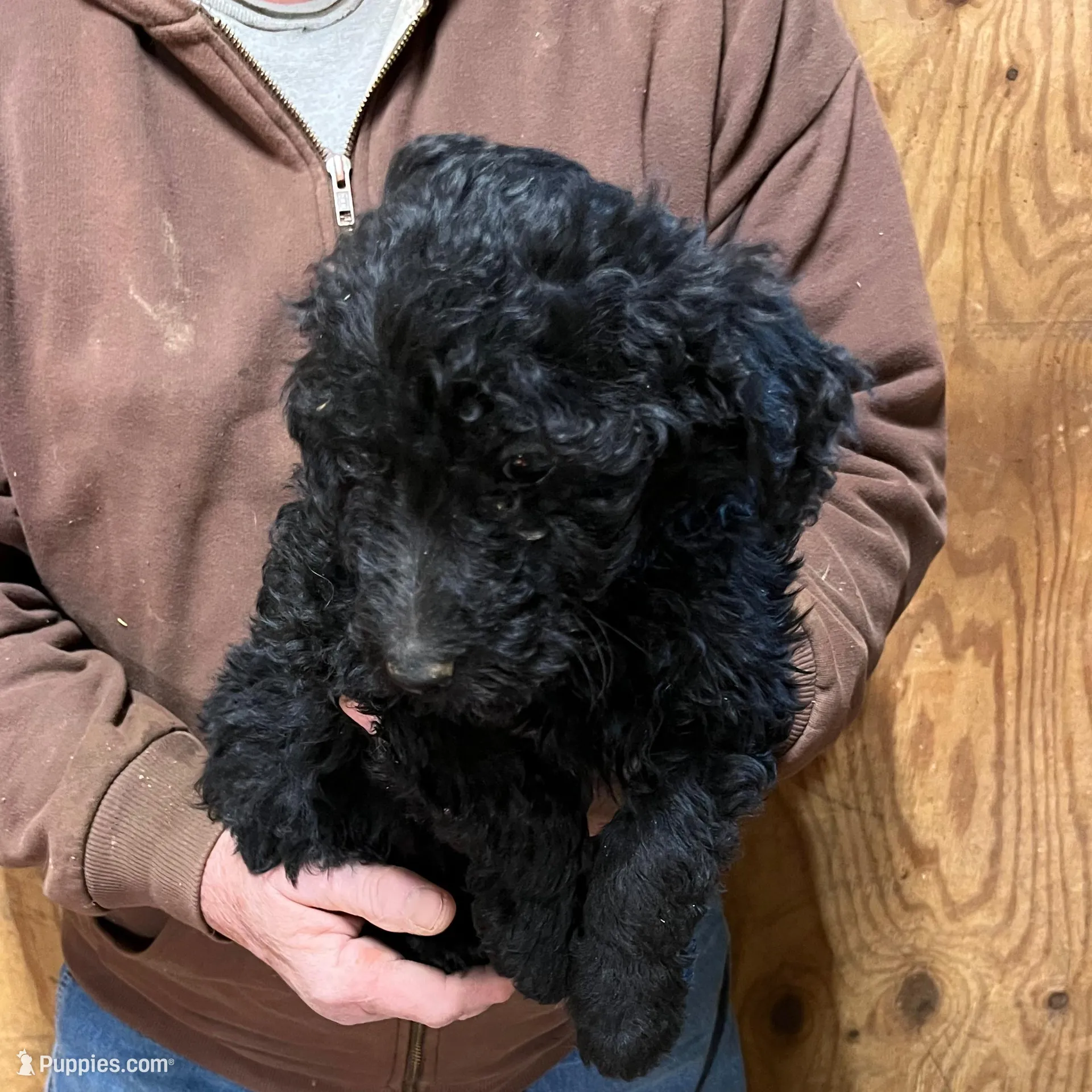 Jolly, a female Labradoodle for sale in Pelzer, SC – Photo 3 of 6