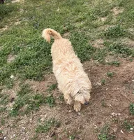 Jolly, a female Labradoodle for sale in Pelzer, SC – Photo 6 of 6