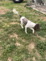 Jolly, a female Labradoodle for sale in Pelzer, SC – Photo 5 of 6