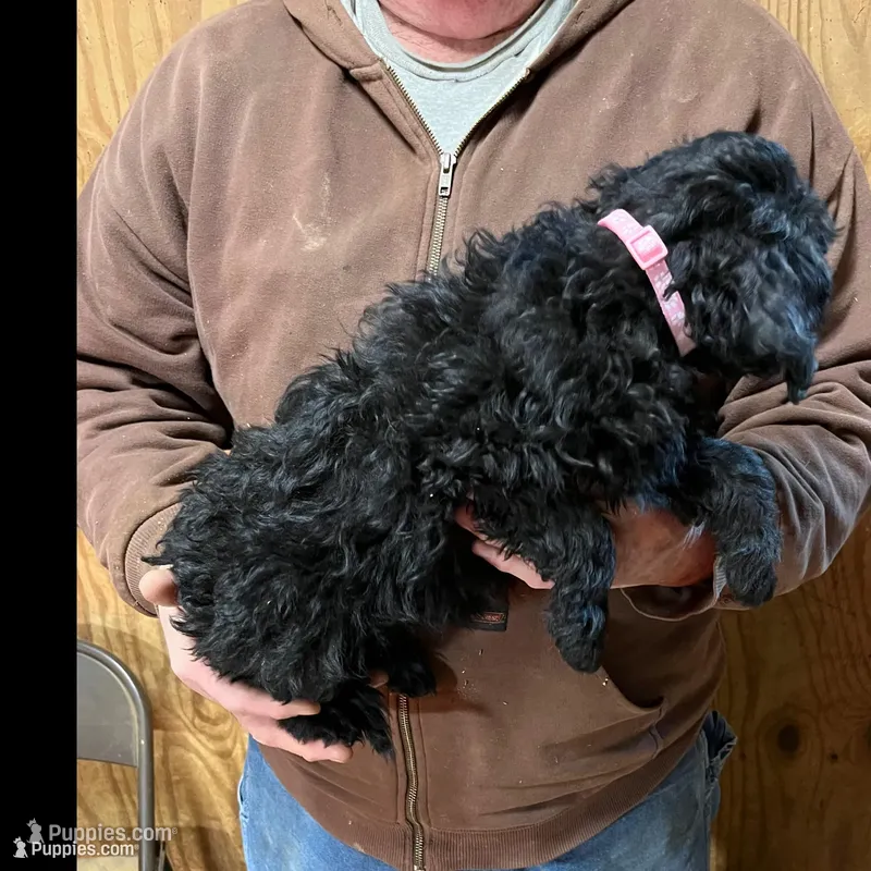 Jolly – Labradoodle puppy for sale in Pelzer, SC