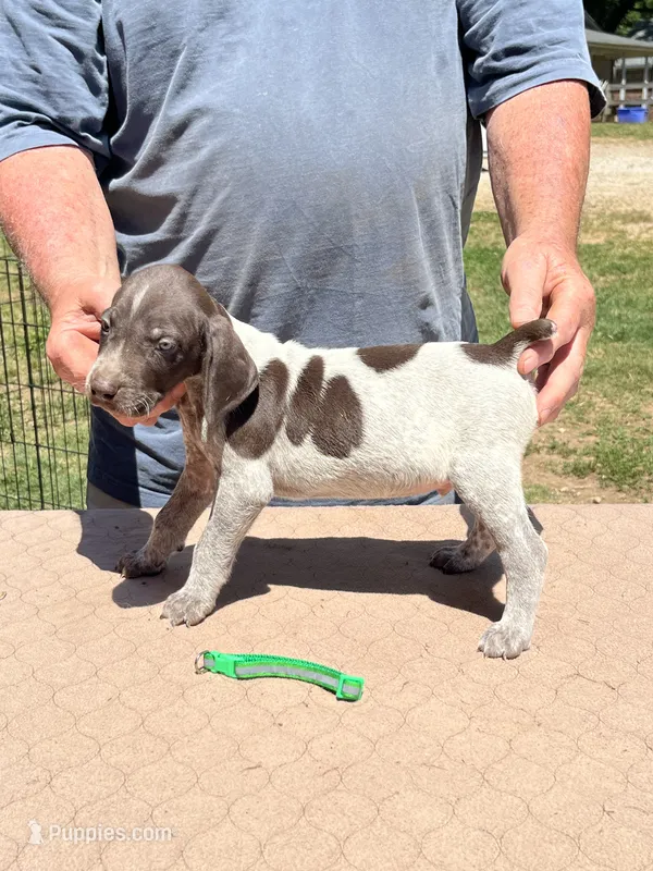 Green Boy – German Shorthaired Pointer puppy for sale in Pelzer, SC