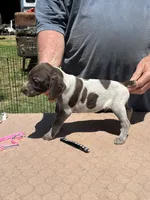 Black Boy, a male German Shorthaired Pointer for sale in Pelzer, SC – 1 of 6