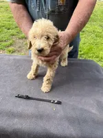 Black boy, a male Labradoodle for sale in Pelzer, SC – Photo 3 of 5