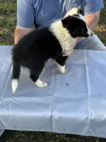 Pipi, a female Shetland Sheepdog for sale in Pelzer, SC – 5 of 9