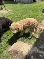 Molly, a female Labradoodle for sale in Pelzer, SC – 2 of 7