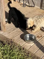 Jolly, a female Labradoodle for sale in Pelzer, SC – 7 of 7