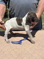 Blue Boy, a male German Shorthaired Pointer for sale in Pelzer, SC – 1 of 7