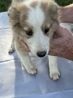 Sweetie , a female Shetland Sheepdog for sale in Pelzer, SC – 2 of 9
