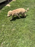 Molly, a female Labradoodle for sale in Pelzer, SC – 5 of 7