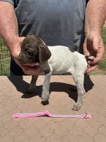 Pink girl, a female German Shorthaired Pointer for sale in Pelzer, SC – 1 of 6