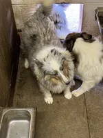 Laddie, a male Shetland Sheepdog for sale in Pelzer, SC – 8 of 9