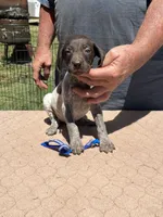 Blue Boy, a male German Shorthaired Pointer for sale in Pelzer, SC – 2 of 7