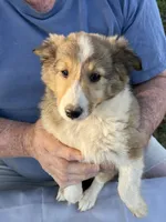 Laddie, a male Shetland Sheepdog for sale in Pelzer, SC – 3 of 9
