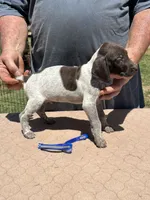 Blue Boy, a male German Shorthaired Pointer for sale in Pelzer, SC – 4 of 7