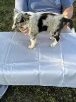Blue, a male Shetland Sheepdog for sale in Pelzer, SC – 4 of 10