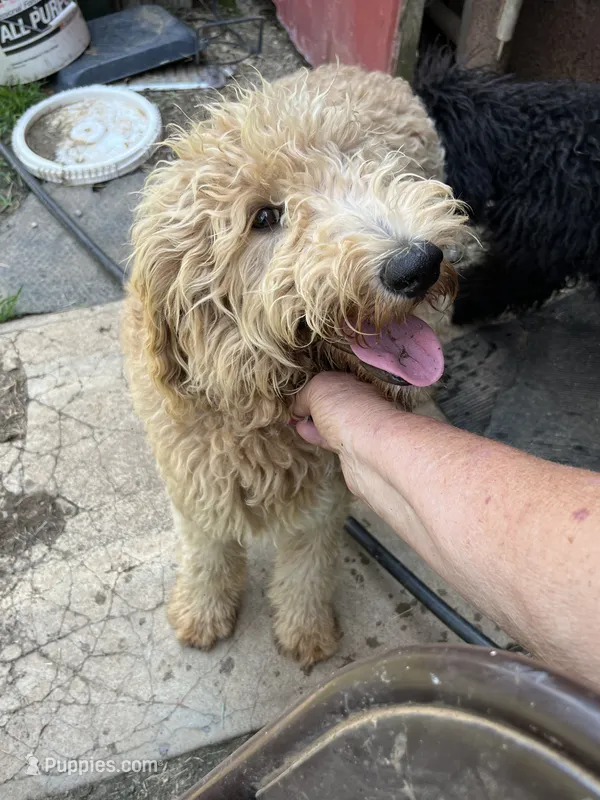 Molly – Labradoodle puppy for sale in Pelzer, SC