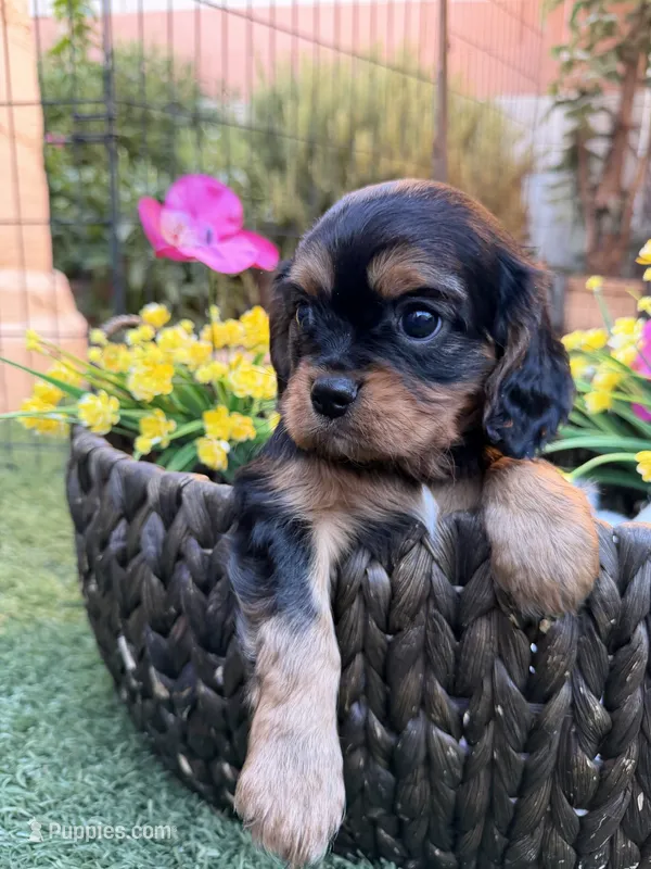 Louis – Cavalier King Charles Spaniel puppy for sale in Las Vegas, NV
