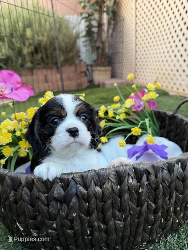 August – Cavalier King Charles Spaniel puppy for sale in Las Vegas, NV