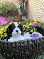 August, a male Cavalier King Charles Spaniel for sale in Las Vegas, NV – 1 of 1