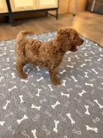 Sky, a male Miniature Goldendoodle for sale in North Highlands, CA – 7 of 7