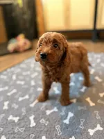 Bingo, a male Miniature Goldendoodle for sale in North Highlands, CA – 3 of 6