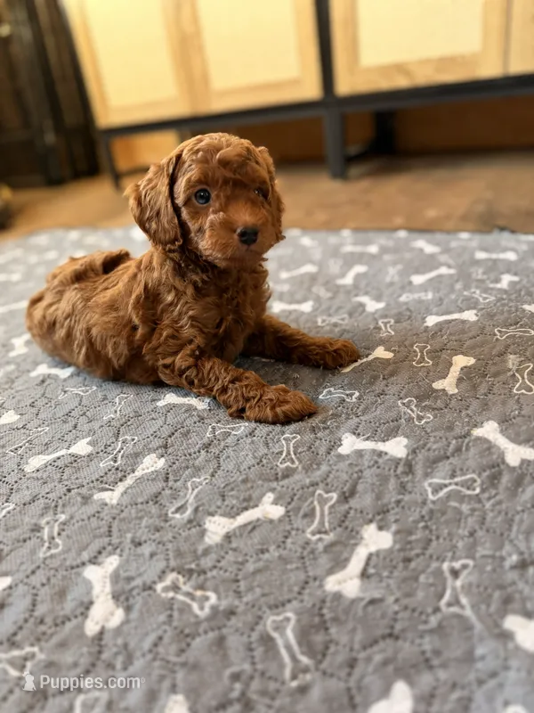 Randi – Miniature Goldendoodle puppy for sale in North Highlands, CA