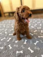 Bingo, a male Miniature Goldendoodle for sale in North Highlands, CA – 4 of 6