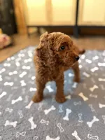 Bingo, a male Miniature Goldendoodle for sale in North Highlands, CA – 5 of 6