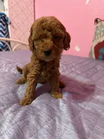 Starlet, a female Miniature Goldendoodle for sale in Sacramento, CA – Photo 2 of 4