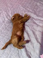 Starlet, a female Miniature Goldendoodle for sale in Sacramento, CA – Photo 4 of 4