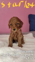 Starlet, a female Miniature Goldendoodle for sale in Sacramento, CA – Photo 1 of 4