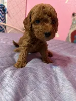 Starlet, a female Miniature Goldendoodle for sale in Sacramento, CA – Photo 3 of 4
