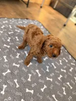 Bingo, a male Miniature Goldendoodle for sale in North Highlands, CA – 2 of 6