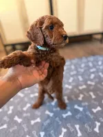 Sky, a male Miniature Goldendoodle for sale in North Highlands, CA – 1 of 7