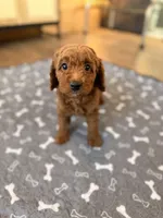Sky, a male Miniature Goldendoodle for sale in North Highlands, CA – 6 of 7