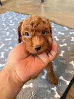 Sky, a male Miniature Goldendoodle for sale in North Highlands, CA – 3 of 7