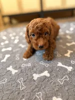Sky, a male Miniature Goldendoodle for sale in North Highlands, CA – 5 of 7