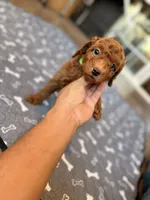 Randi, a male Miniature Goldendoodle for sale in North Highlands, CA – 4 of 5