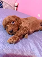 Winter, a male Miniature Goldendoodle for sale in Sacramento, CA – Photo 1 of 2